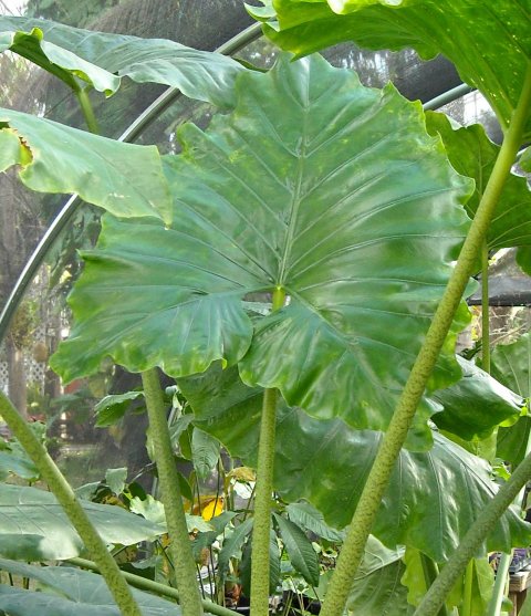 Alocasia Manta Ray leaf