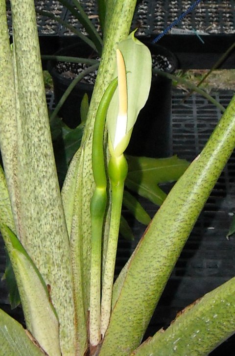 Alocasia Manta Ray bloom