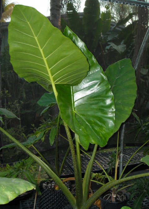 Alocasia Giant Zebra grown