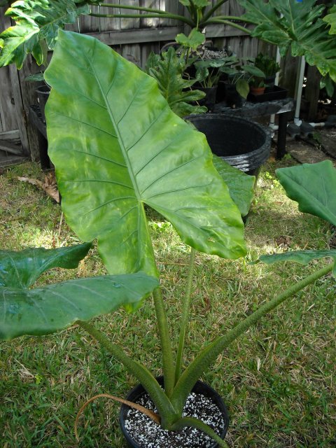 Alocasia Giant Zebra