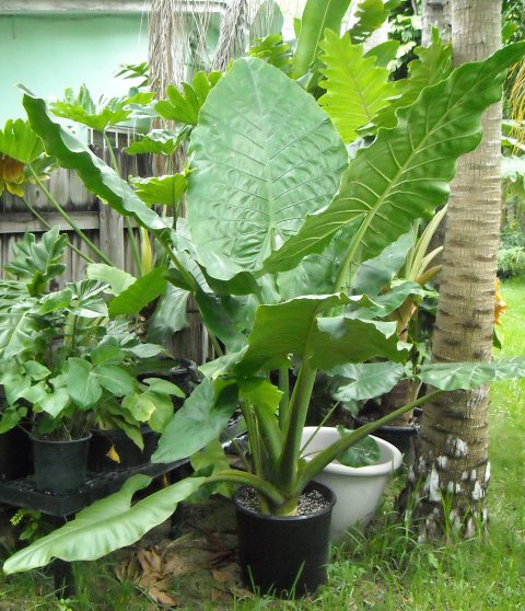 Alocasia Giant Zebra large