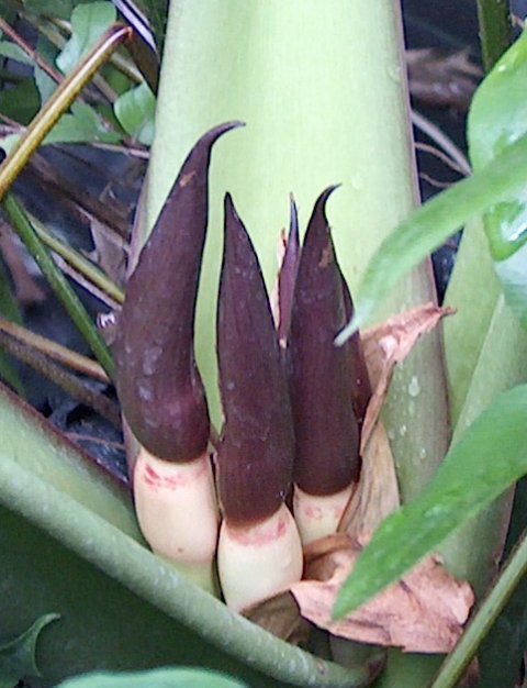 Alocasia robusta new blooms 2008