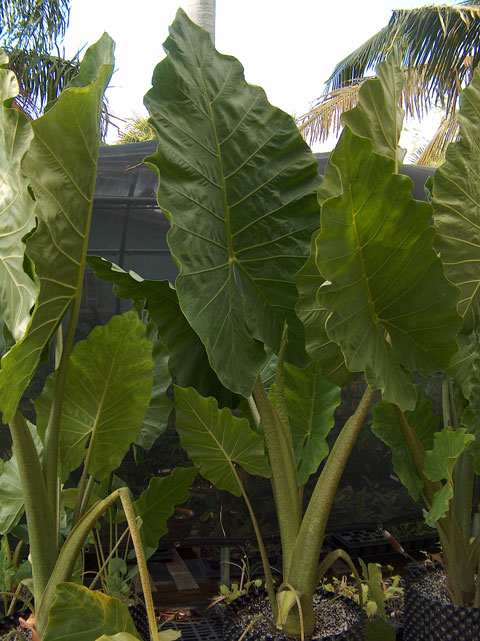 Alocasia Imperial Giant