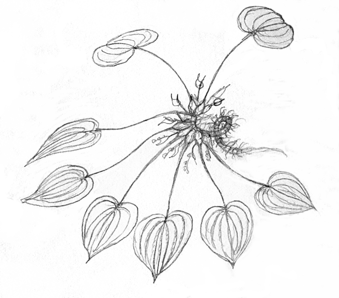 Spirophyllum cordatum
