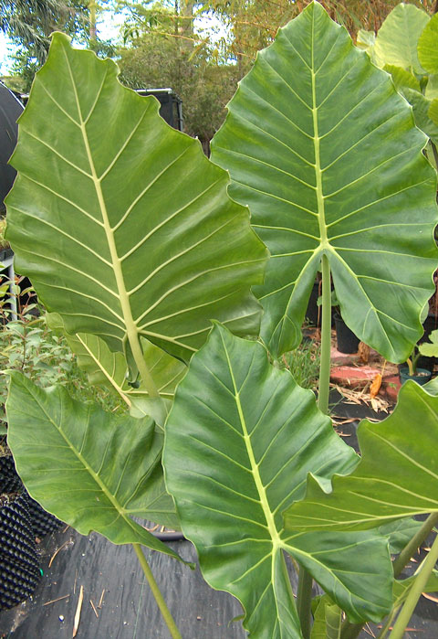 Alocasia x saridora