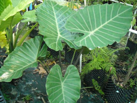 Alocasia Watson's Giant