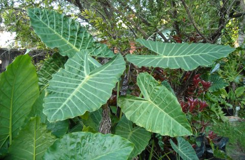 Alocasia Watson's Giant 2