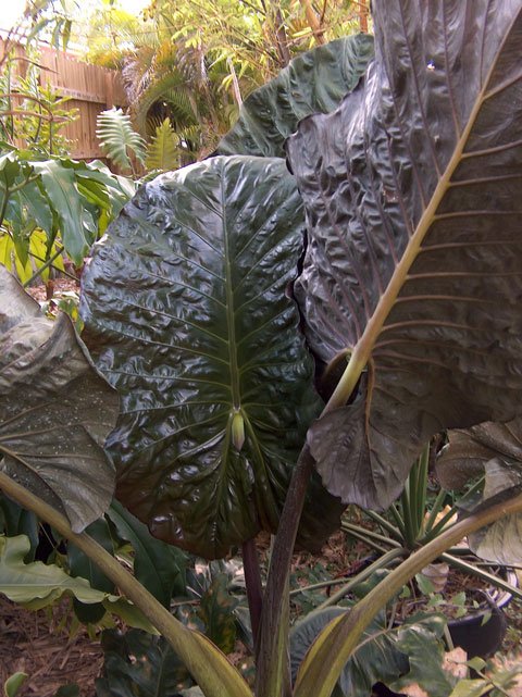 Alocasia Plumbea