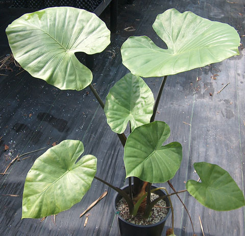 Alocasia x blue blush odora