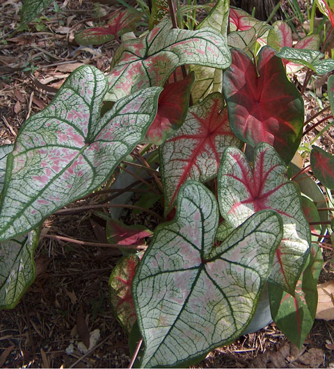 Caladium hybrid pic 3