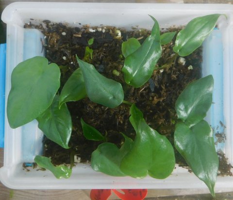 xSpecialocasia F2 seedlings
