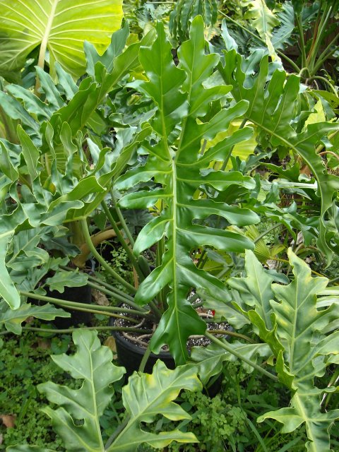 Philodendron Maharlika II