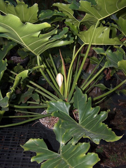 Philodendron sp. inflorescence