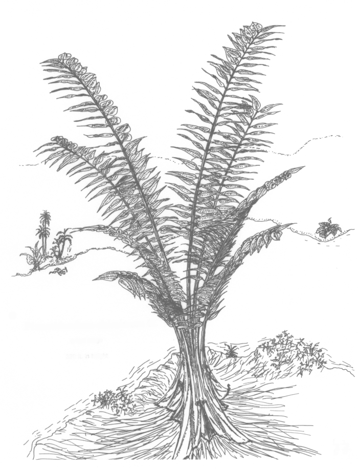 Pinnatidendron 8 leaf stage