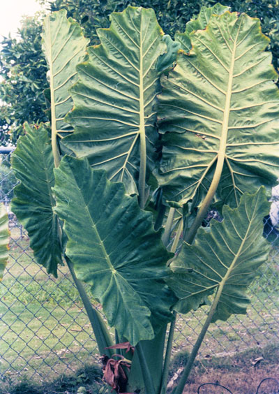 Alocasia x portora overall view