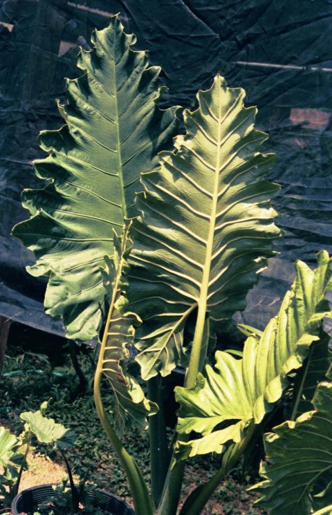 Alocasia Ripple Effect 2