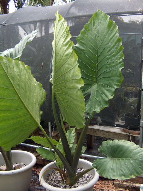 Alocasia x robudora large