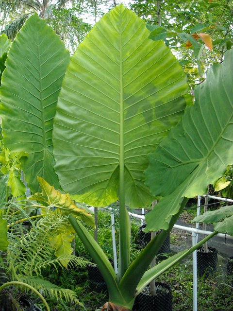 Alocasia robudora supermax