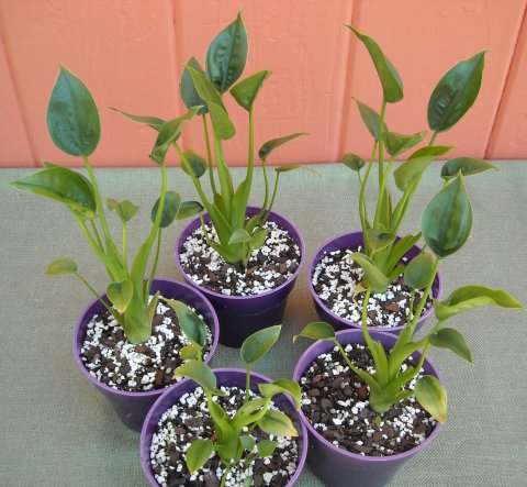 Alocasia Tiny Dancers