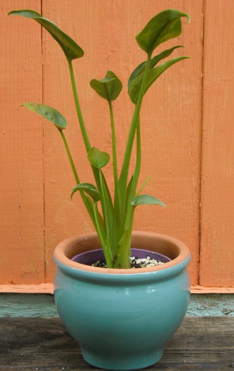 Alocasia Tiny Dancers small pot 3