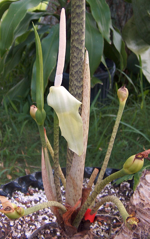 Alocasia advincula inflorescence