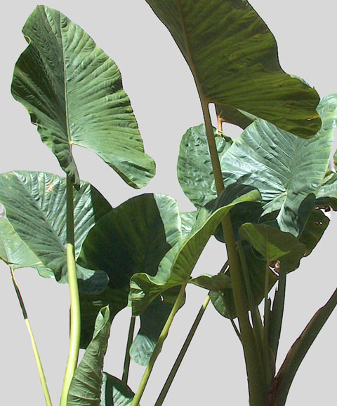 Alocasia alba overall view