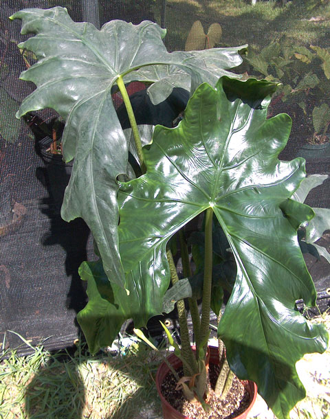 Alocasia advincula