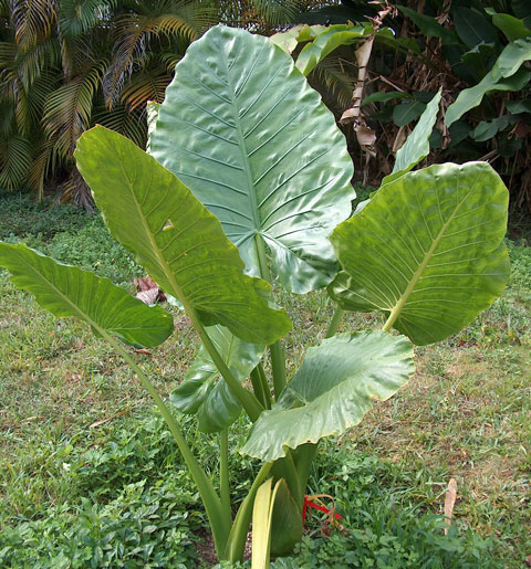 Alocasia Borneo Giant