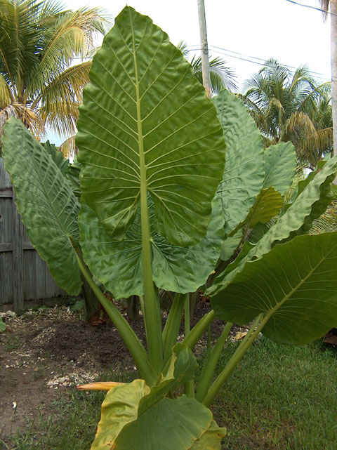 Alocasia Borneo Giant 2