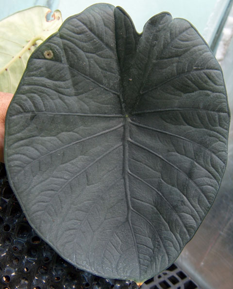 Alocasia chaii leaf