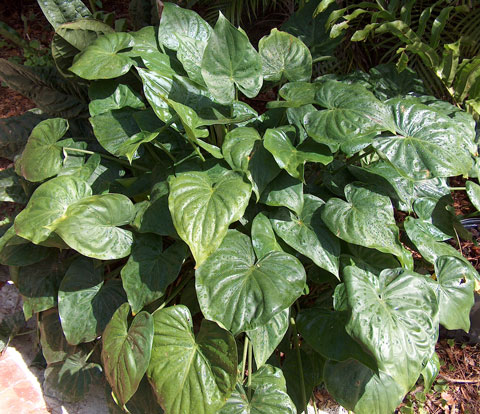 Alocasia cucullata