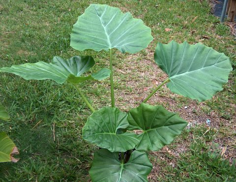 Alocasia hypnosa plant