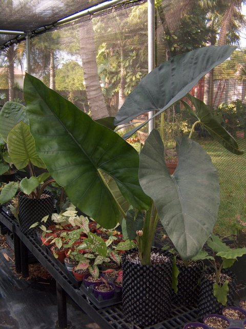 Alocasia scabriuscula LRO 2