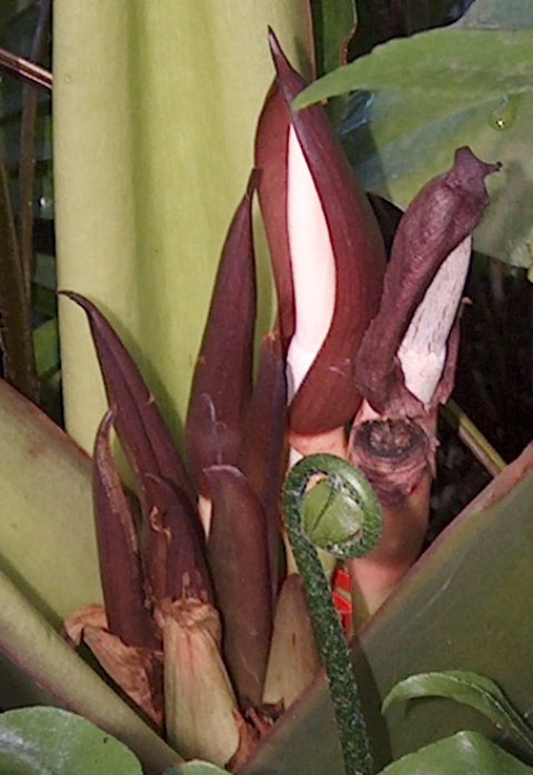 Alocasia robusta blooms 2008