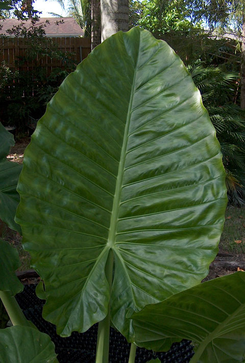Alocasia Green Giant leaf