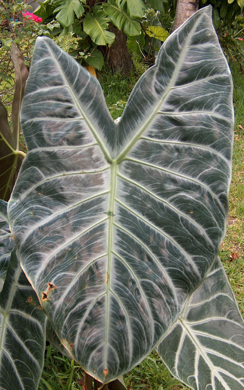 Alocasia lowii leaf