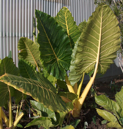 Alocasia lutea