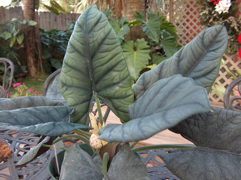 Alocasia reginae Miri