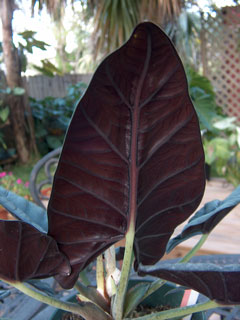 Miri leaf underside