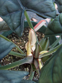 Miri inflorescences