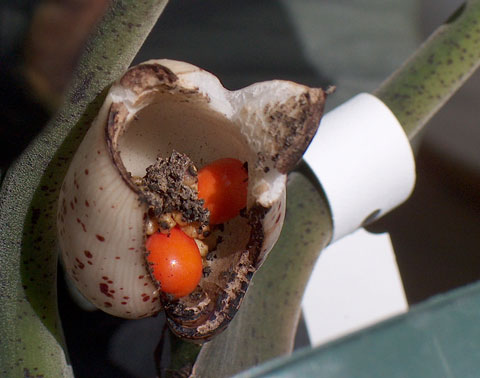 Alocasia reginae Miri berries