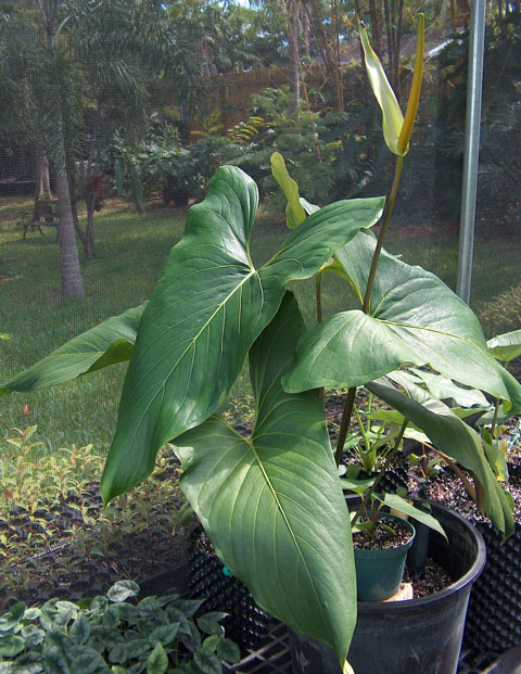 Anthurium ochranthum