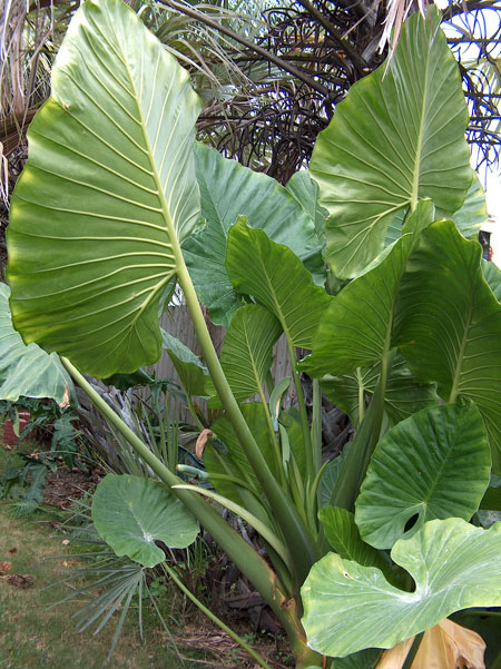 Alocasia odora