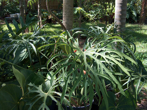 Anthurium podophyllum type 1