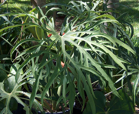 Anthurium podophyllum type 2
