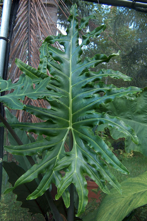 Alocasia portei leaf