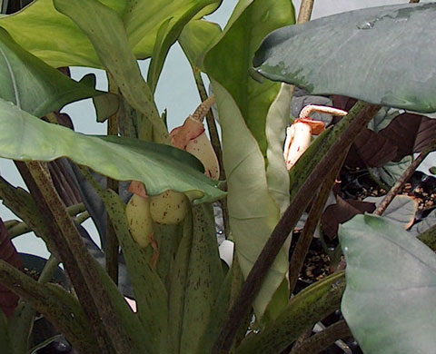 Alocasia ridleyi inflorescence