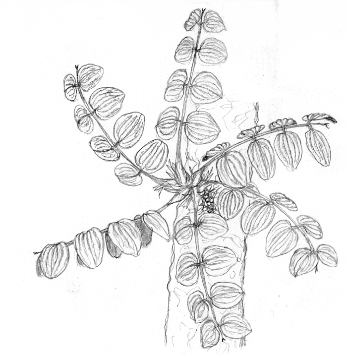 Spirophyllum pinnatum