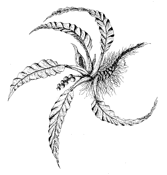 Spirophyllum lancifolium