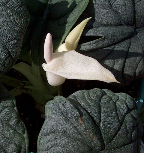 Alocasia melo rugosa infl